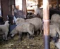 Miei vânduţi pe internet de ciobanii din Ulmi