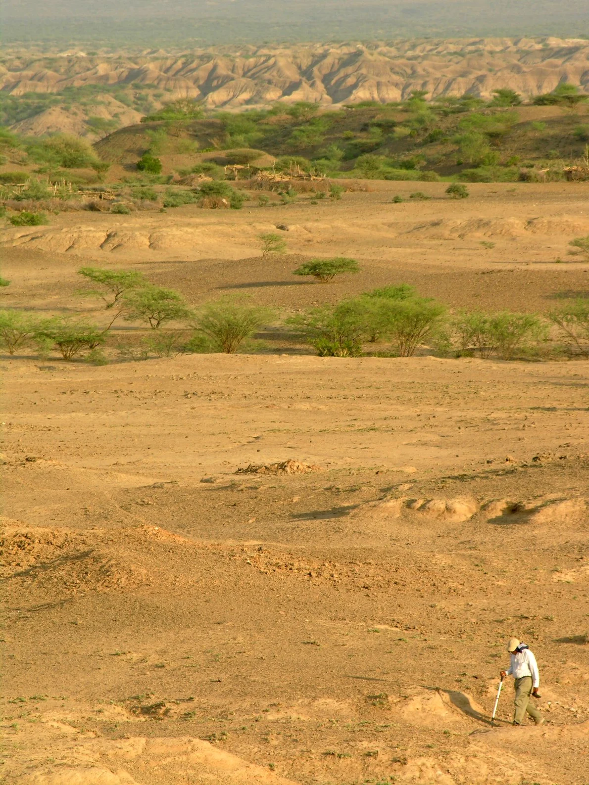 Zona de studiu Middle Awash, Riftul Afar din Etiopia, cu sedimente expuse orizontal în prim-plan, conținând mii de fosile și artefacte din perioada Paleoliticului Mijlociu (© Tim White)