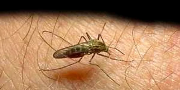 Creşterea numărului de cazuri de malarie în Grecia este pusă pe schimbările condiţiilor climatice şi înmulţirea ţânţarilor