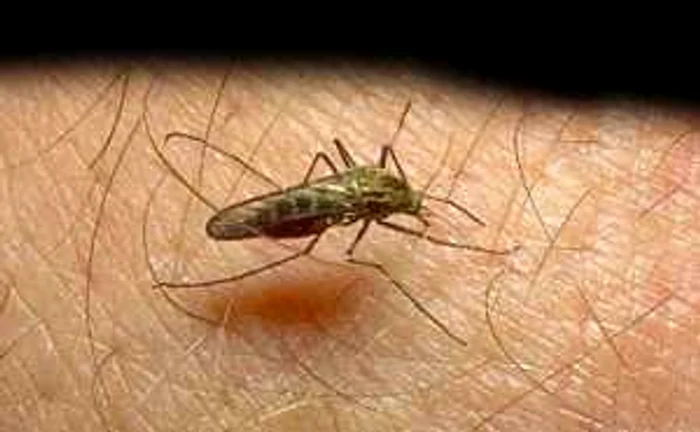 Virusul West Nile este provocat de muşcătura de ţânţar FOTO: arhivă Adevarul.ro