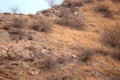 leopard jpeg