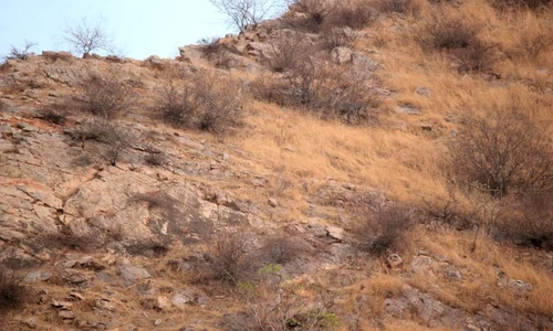 leopard jpeg