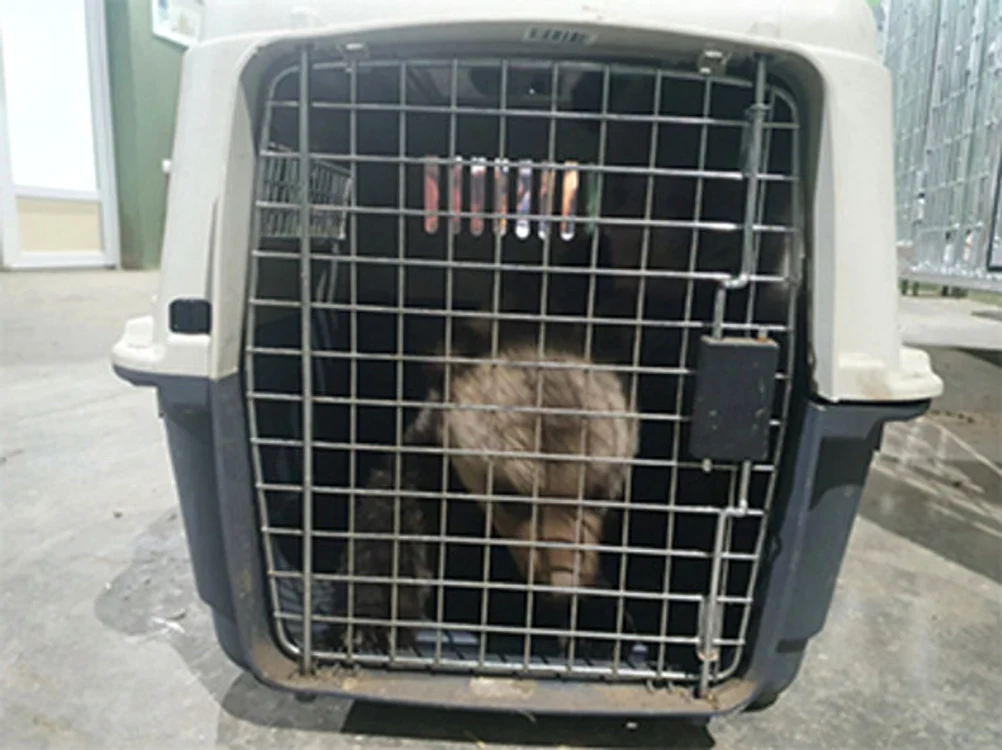 
    Animăluţele sunt tratate de veterinarii de la Sanctuarul Zărneşti  