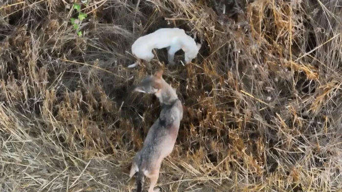 Cățelușul adoptat de o haită de lupi în Grecia Foto: X