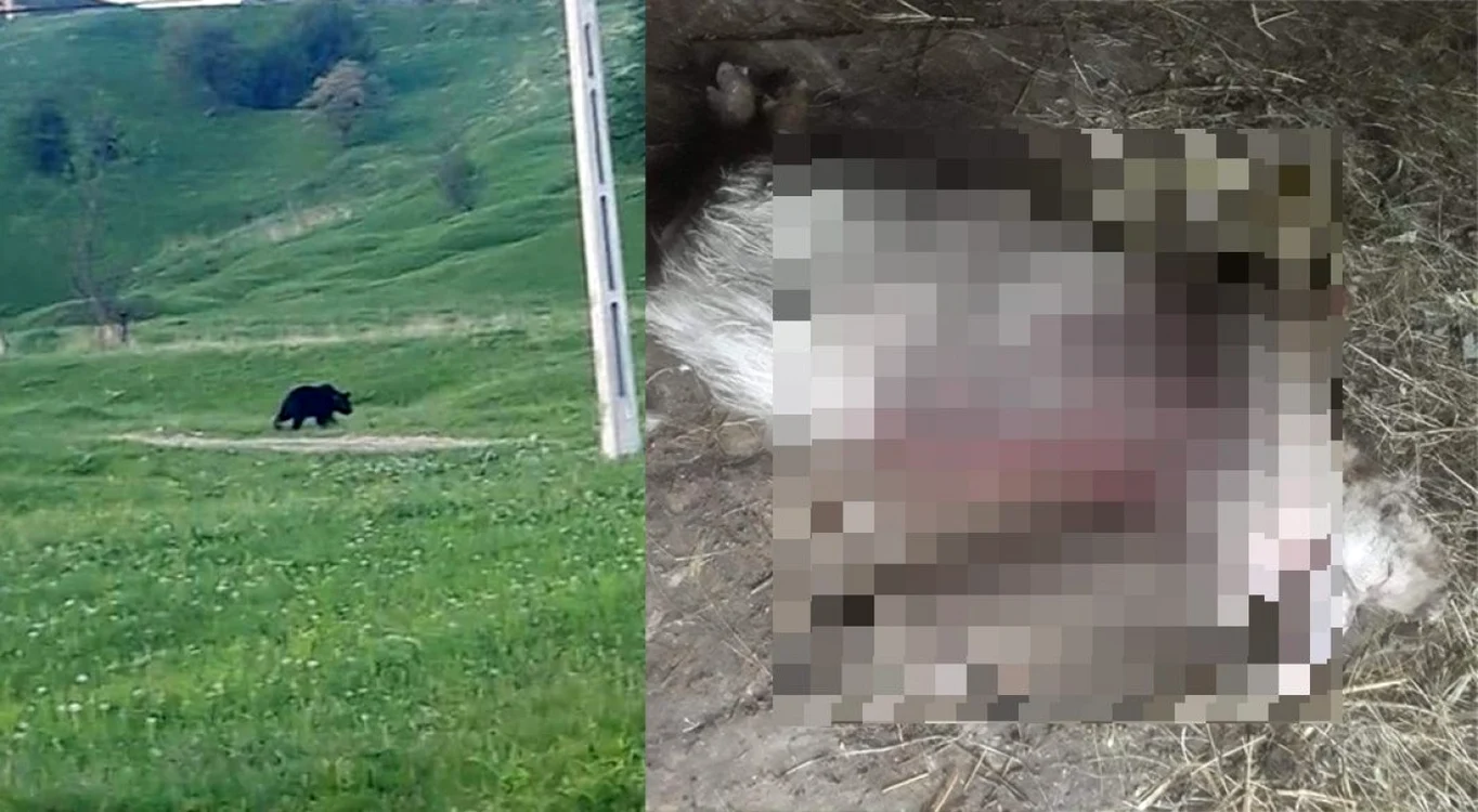 Urşii sunt văzuţi frecvent lângă sat   Sursa George Ionaşc