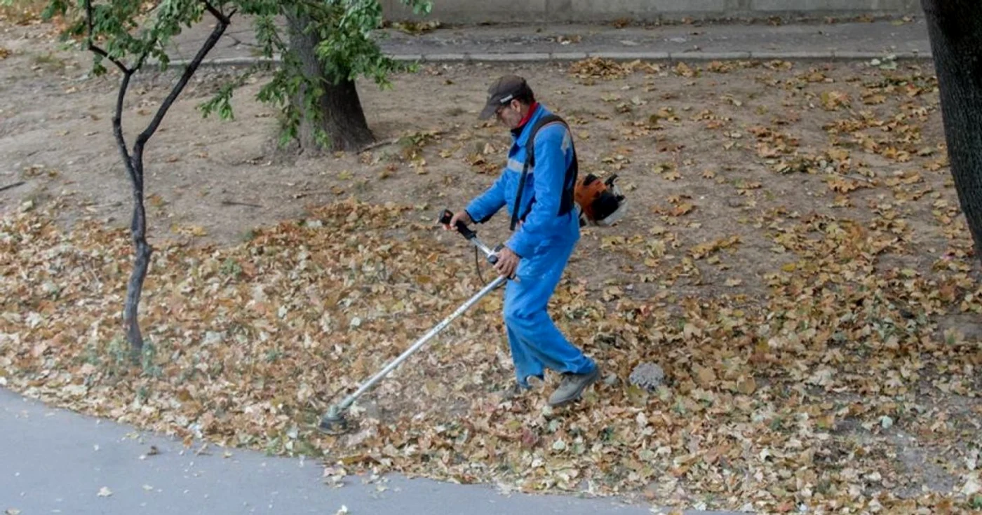 Noul stil de a tăia frunză la câini, patentat la Galaţi FOTO Sorin Pană