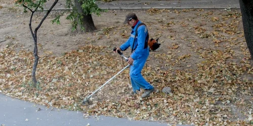 Noul stil de a tăia frunză la câini patentat la Galaţi FOTO Sorin Pană