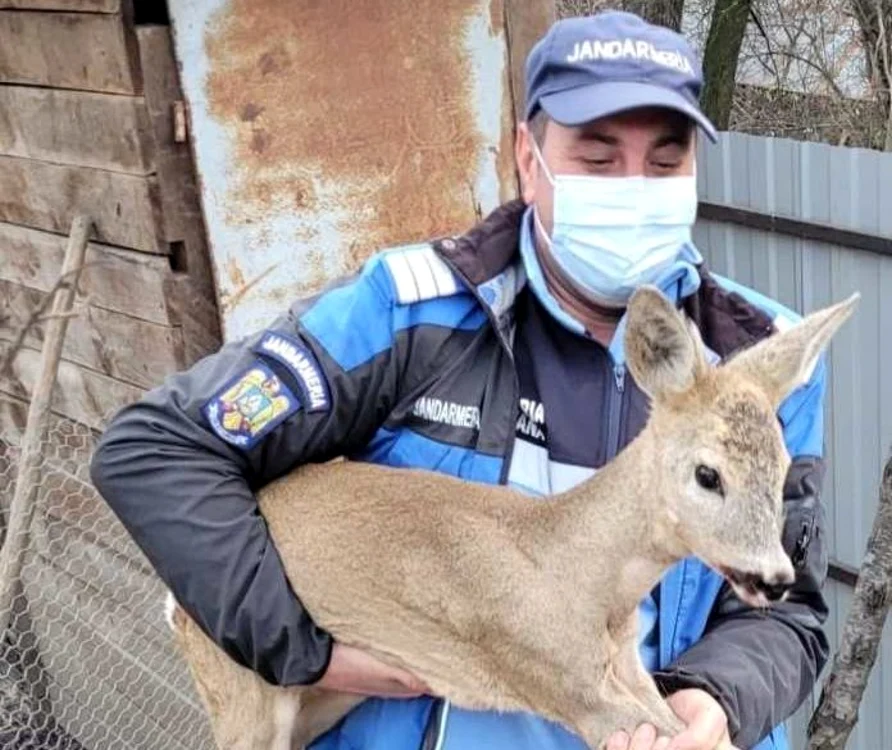 Puiul de căprioară a fost eliberat în natură FOTO IJJ Bacău