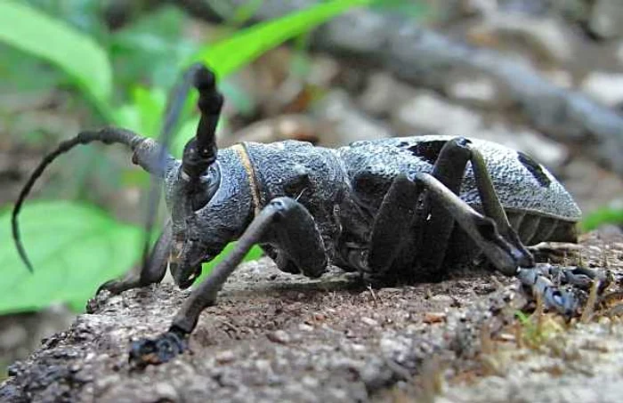 morimus funereus gandacul croitor de stejar Foto Wikimedia