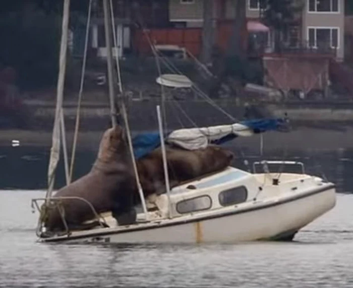 Cei doi lei de mare s-au plimbat o distanţă semnificativă cu ambarcaţiunea, foto captură video