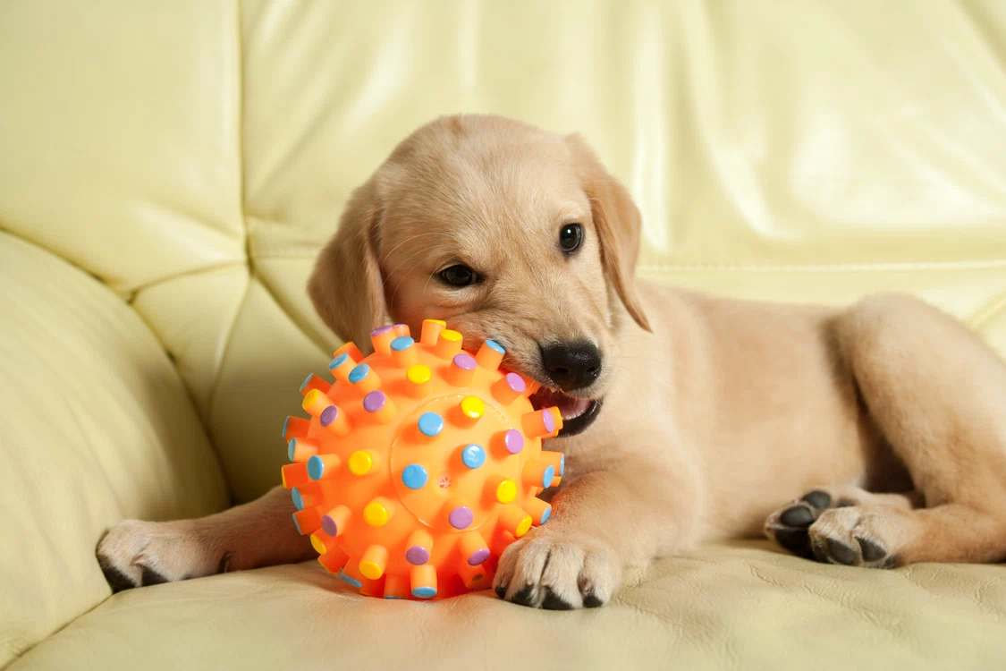 1 catel jucarie shutterstock 432434188 jpg jpeg