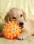 1 catel jucarie shutterstock 432434188 jpg jpeg