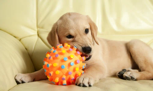 1 catel jucarie shutterstock 432434188 jpg jpeg