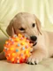 1 catel jucarie shutterstock 432434188 jpg jpeg