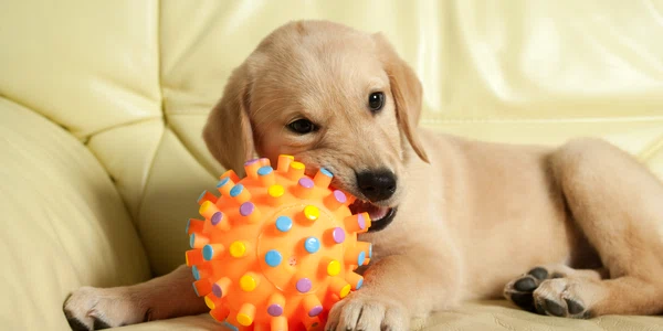 1 catel jucarie shutterstock 432434188 jpg jpeg