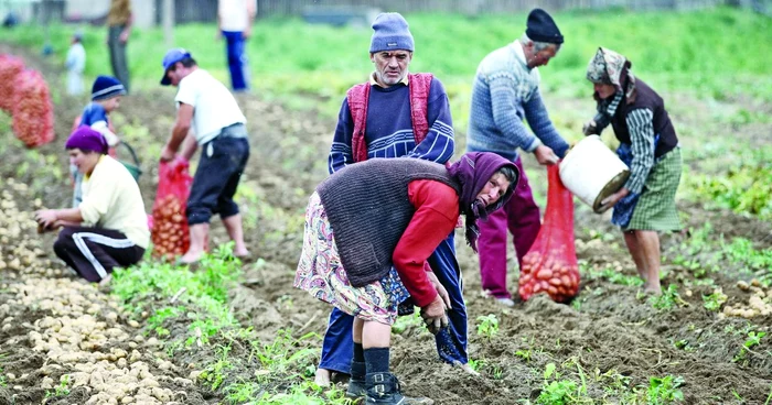 Cultivatorii de legume lucrează în pierdere de mai mulţi ani