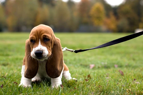 01 dog breeds basset hound jpg jpeg