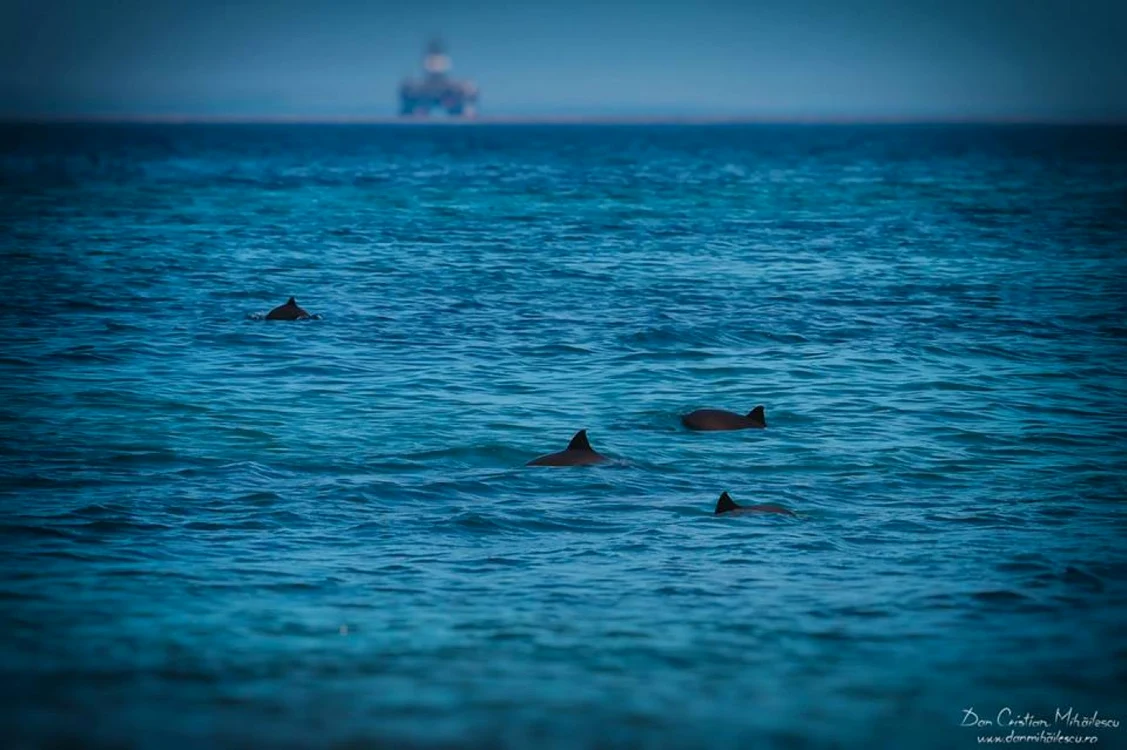 Delfini în Marea Neagră Sursa foto Facebook Dan Cristian Mihăilescu