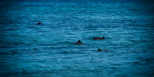 Delfini în Marea Neagră Sursa foto Facebook Dan Cristian Mihăilescu