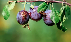 Fructe albine FOTO Shutterstock jpg