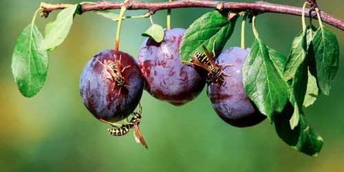 Fructe albine FOTO Shutterstock jpg