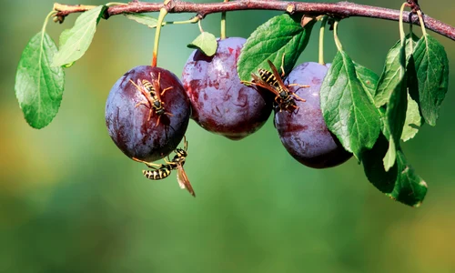 Fructe albine FOTO Shutterstock jpg