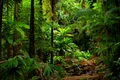 padure jungla australia shutterstock 752554921 jpg