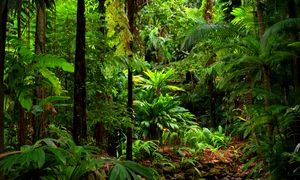 padure jungla australia shutterstock 752554921 jpg