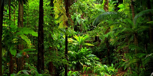 padure jungla australia shutterstock 752554921 jpg
