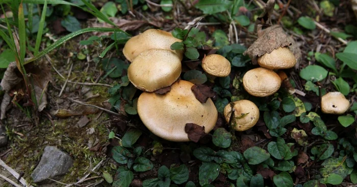 Expoziţie de ciuperci la Agronomie (Foto Arhivă)