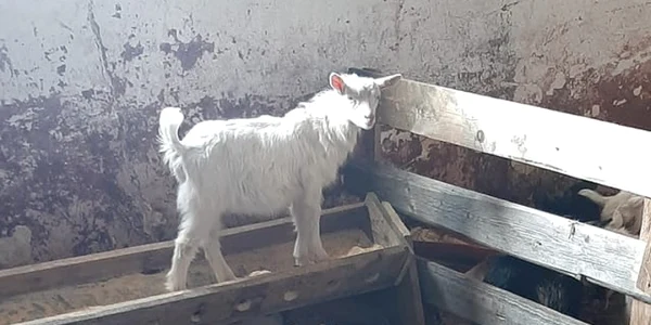 calarasi iezii la mare cautare de Paste FOTO Facebook/Sustinem producatorii locali din Calarasi