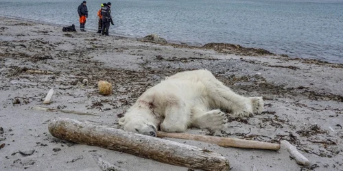 Urs polar omorat de un angajat al unei companii de croaziera. FOTO EPA