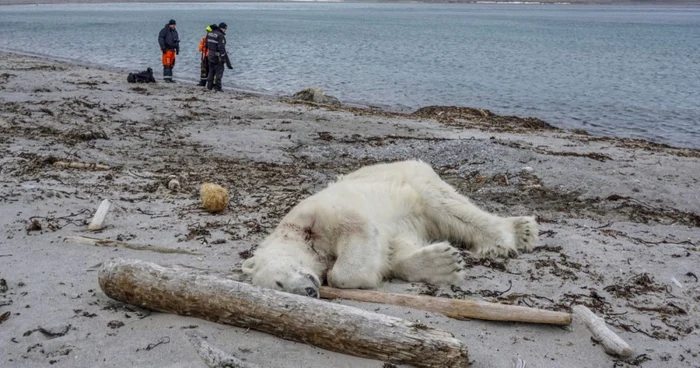 Numărul urşilor polari este în scădere, mai ales din cauza încălzirii globale şi a schimbărilor climatice dramatice. FOTO EPA-EFE