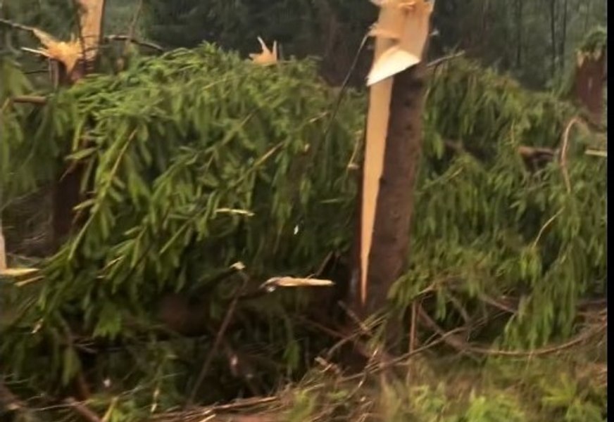 Urgie în Maramureș. O furtună a pus la pământ o pădure întreagă. Un bărbat a murit după ce a fost lovit de fulger VIDEO