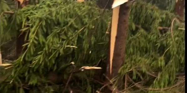 Vântul a bătut atât de tare încât a decimat o pădure, în Maramureș. FOTO Maramures Info News