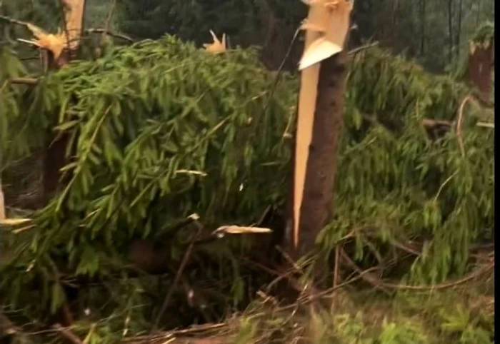 Vântul a bătut atât de tare încât a decimat o pădure, în Maramureș. FOTO Maramures Info News