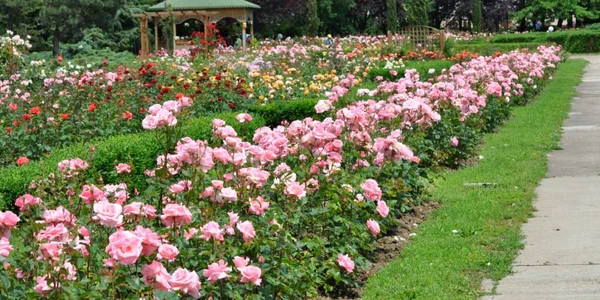 Colecţia de trandafiri de la Grădina Botanică din Galaţi FOTO Florin Matei
