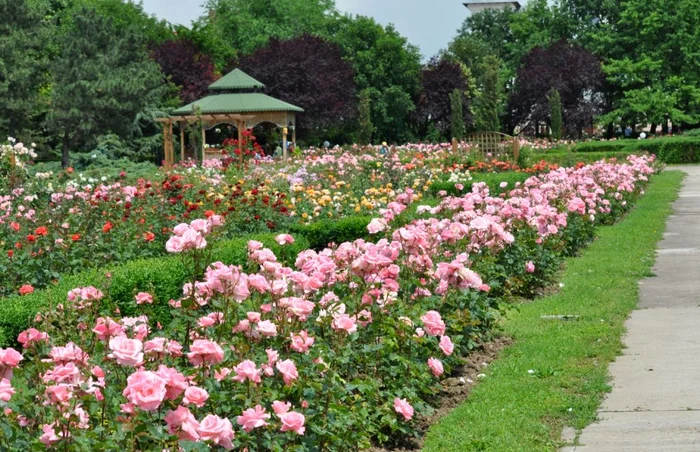 Colecţia de trandafiri de la Grădina Botanică din Galaţi FOTO Florin Matei