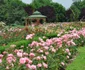 Colecţia de trandafiri de la Grădina Botanică din Galaţi FOTO Florin Matei