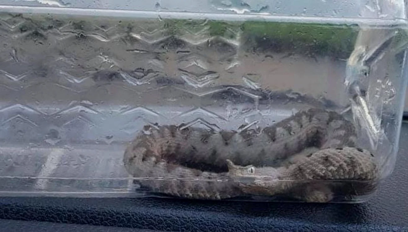 Vipera capturată la Orşova FOTO  Jandarmeria Română