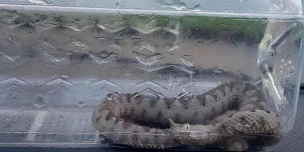 Vipera capturată la Orşova FOTO  Jandarmeria Română
