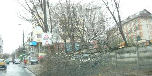 tulcea copac
