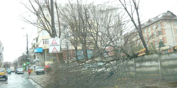 tulcea copac