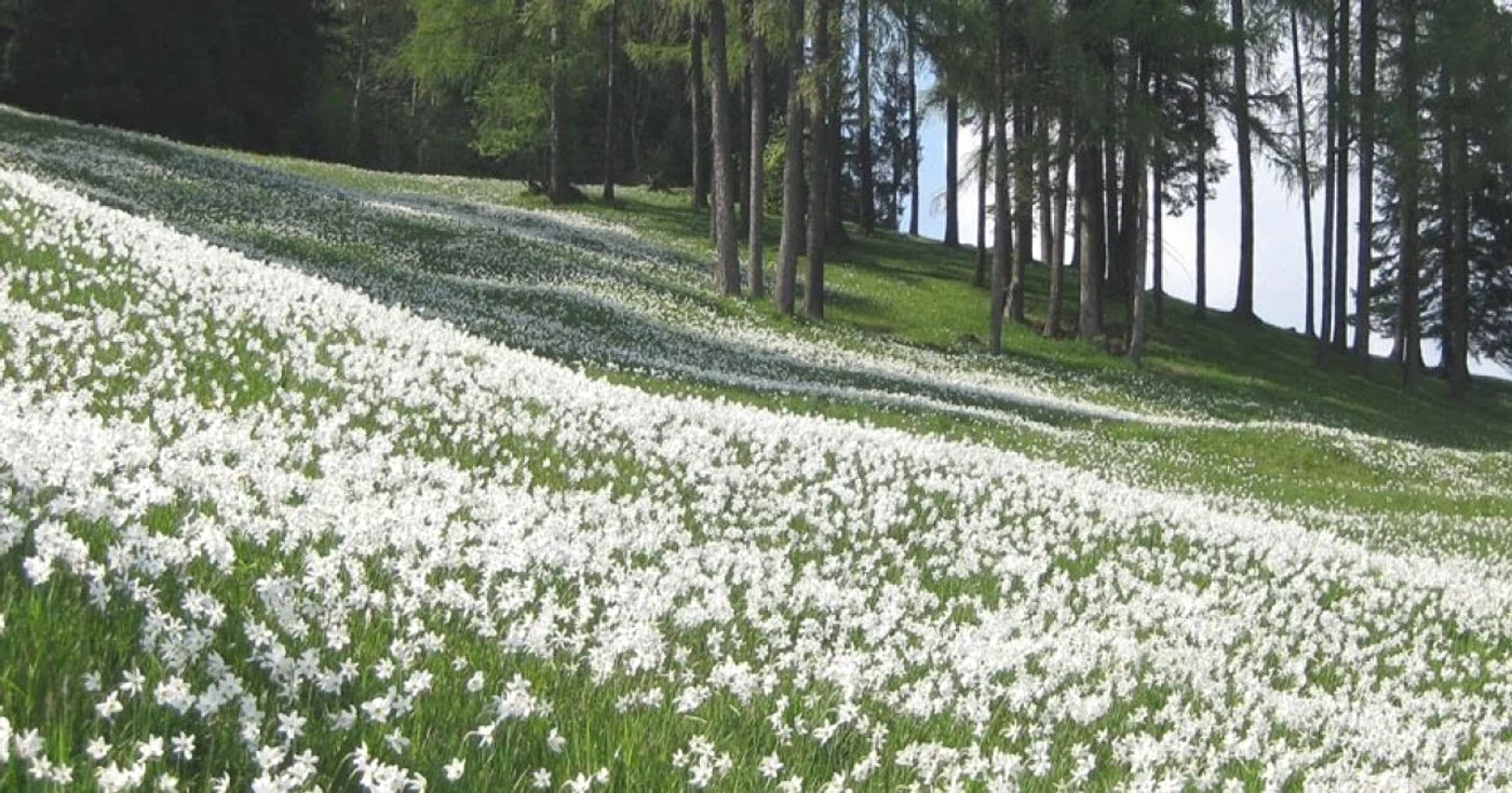 poiana narciselor vad jpg jpeg