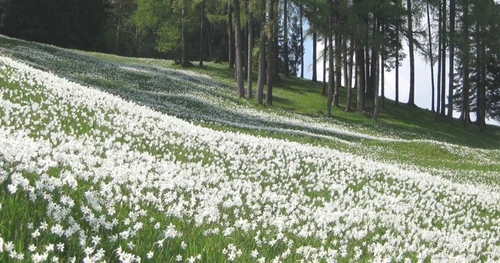 poiana narciselor vad jpg jpeg