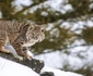 Bobcat  jpeg