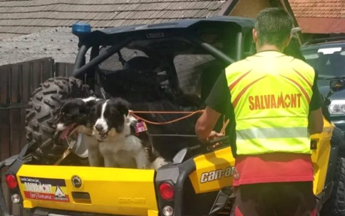 
    Căţeii sunt foarte  cuminţi în maşină  