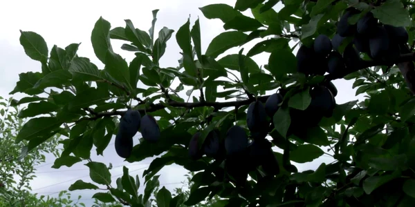 buzauprune