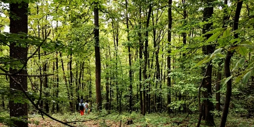 Pădurea de castani, Ghelari  Foto Daniel Guță (14) jpg