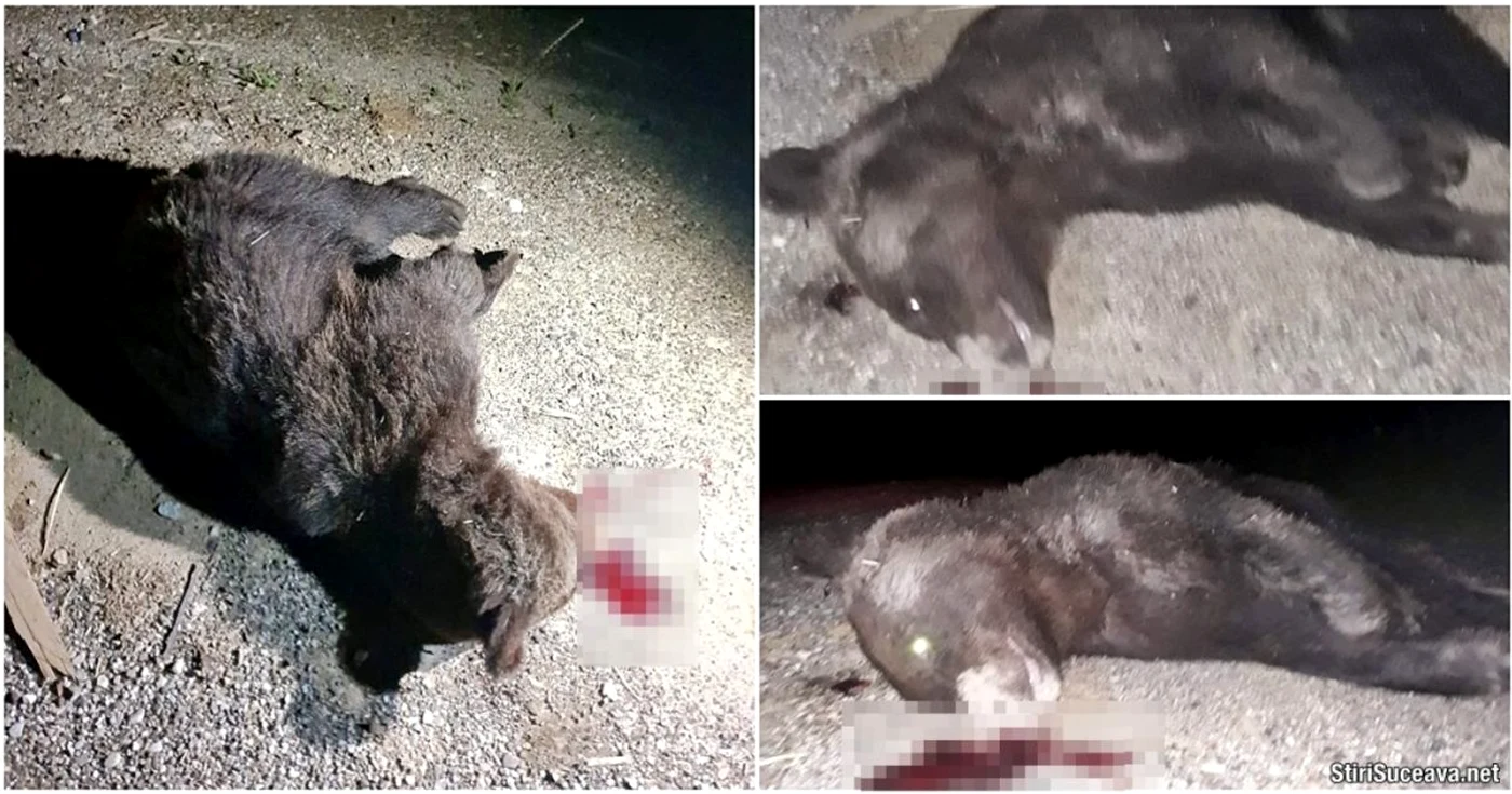 Animalul împuşcat a fost fotografiat de localnici imediat după atac FOTO stirisuceava.net